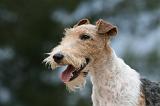 FOX TERRIER 659